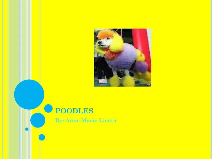 poodles