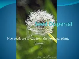 Seed Dispersal