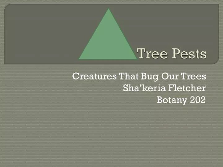 tree pests