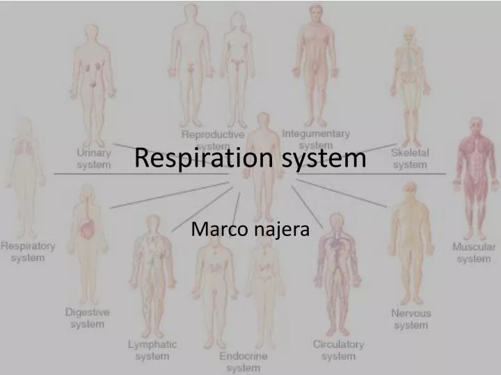 respiration system