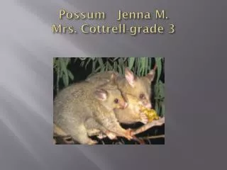 Possum Jenna M. Mrs. Cottrell-grade 3