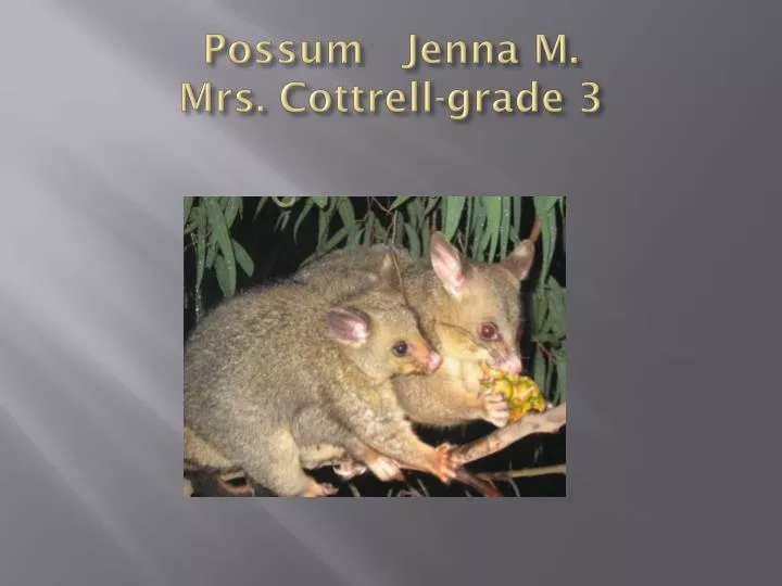 possum jenna m mrs cottrell grade 3