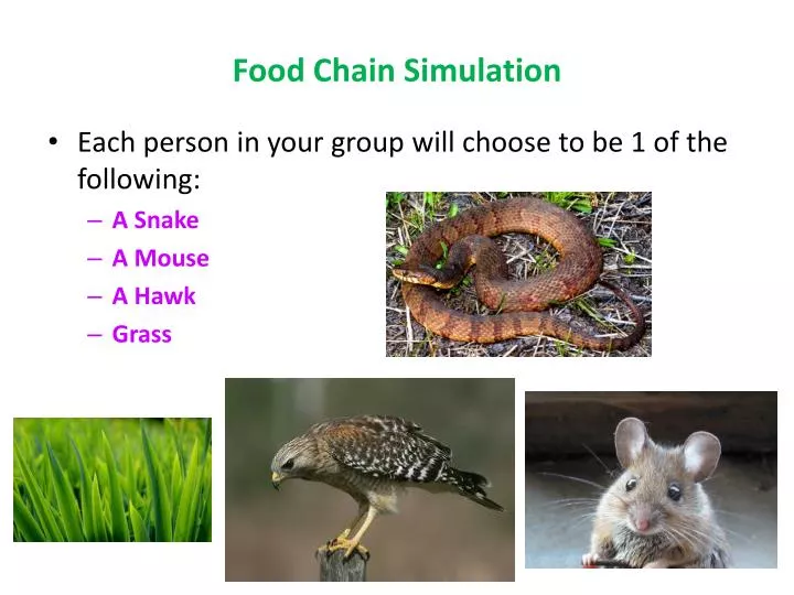 food chain simulation
