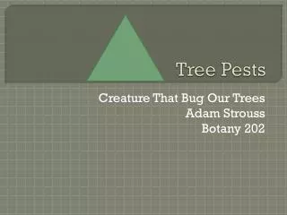 Tree Pests