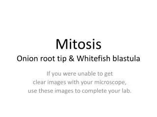 Mitosis Onion root tip &amp; Whitefish blastula