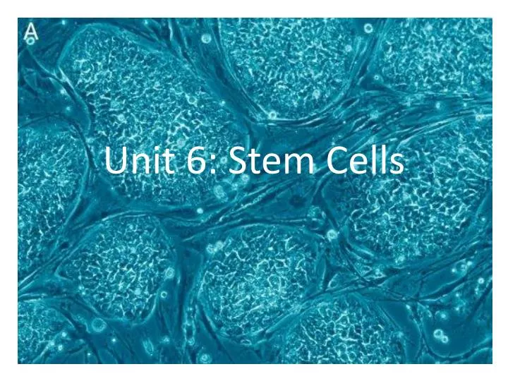 unit 6 stem cells