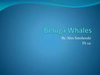 Beluga Whales