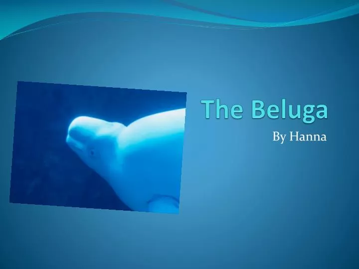 the beluga