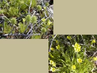 Bur buttercup (Ranunculus testiculatus )