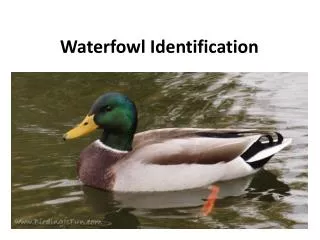 Waterfowl Identification