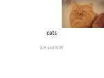 cats - slide 1