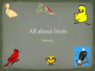 all about birds