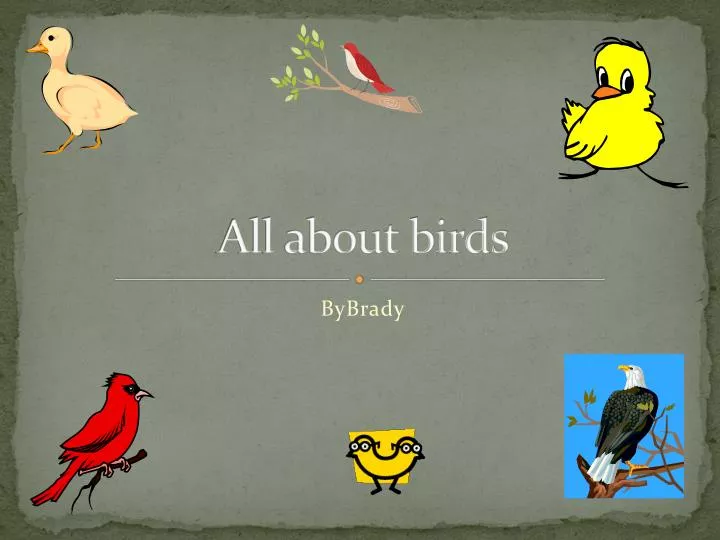 all about birds