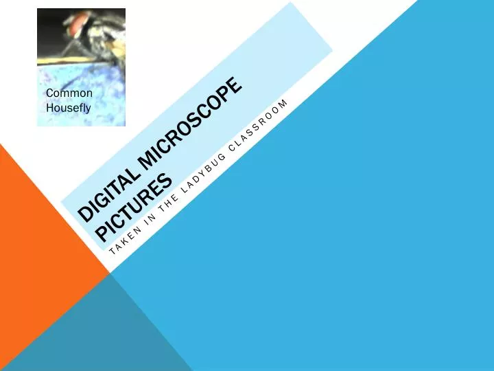 digital microscope pictures