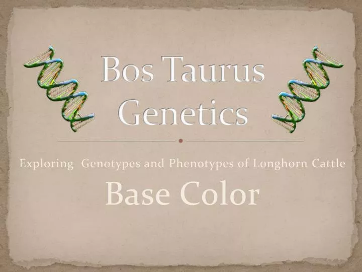 bos taurus genetics