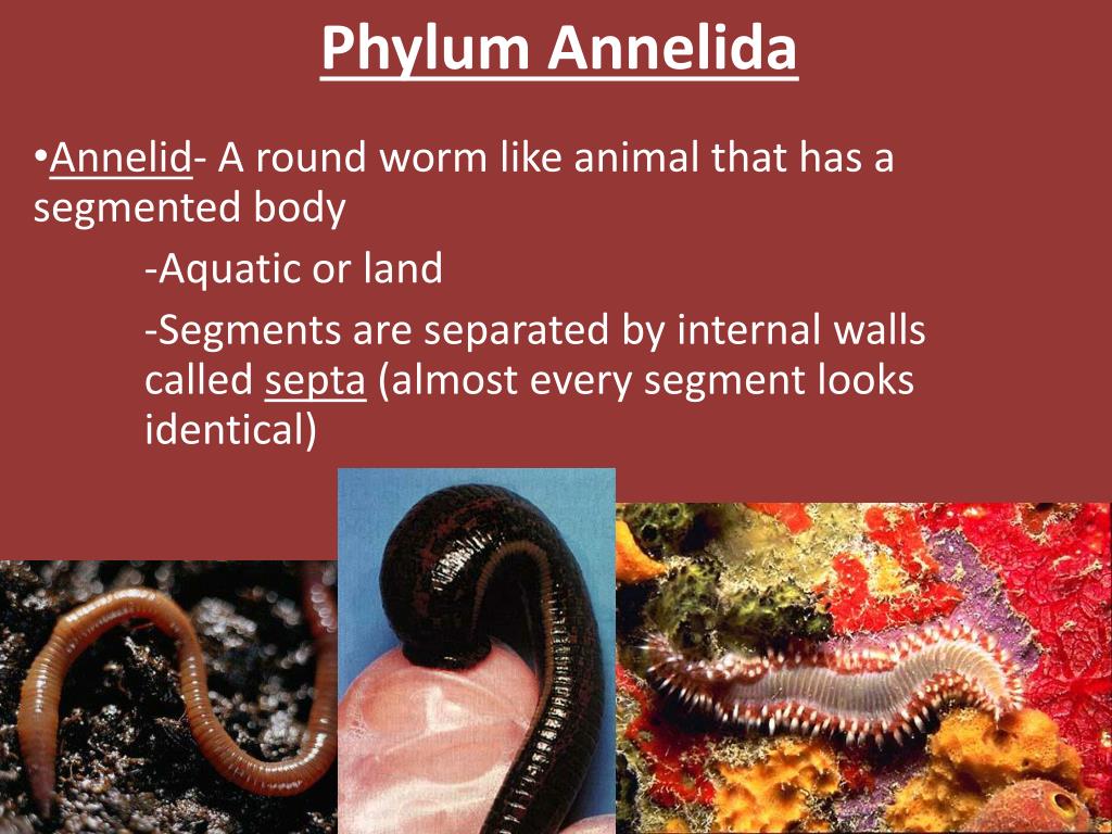 PPT - Phylum Annelida PowerPoint Presentation, free download - ID:2438962