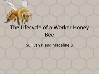The Lifecycle of a Worker Honey Bee