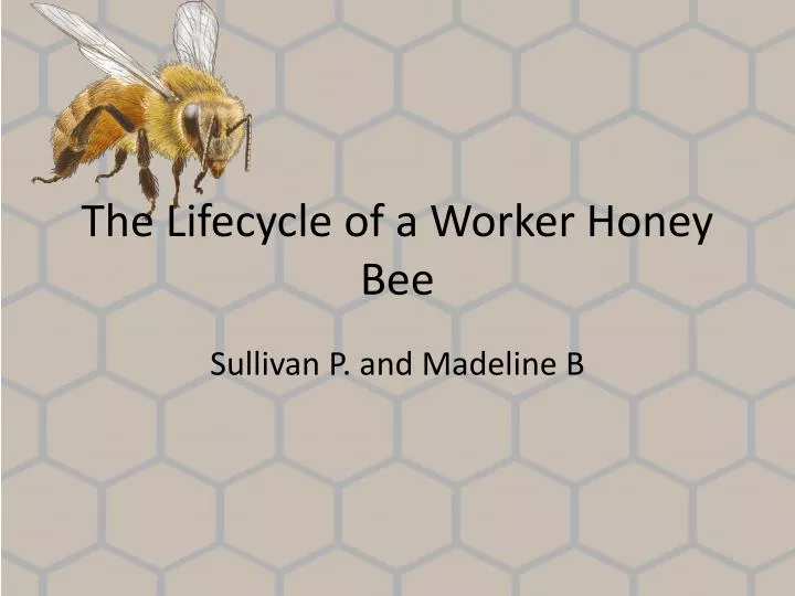 the lifecycle of a worker honey bee
