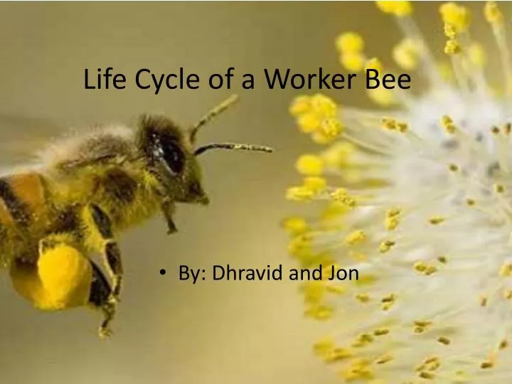 life cycle of a worker bee