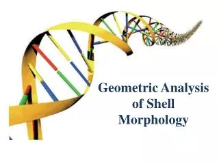Geometric Analysis of Shell Morphology