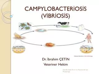 campylobacter os s v br os s