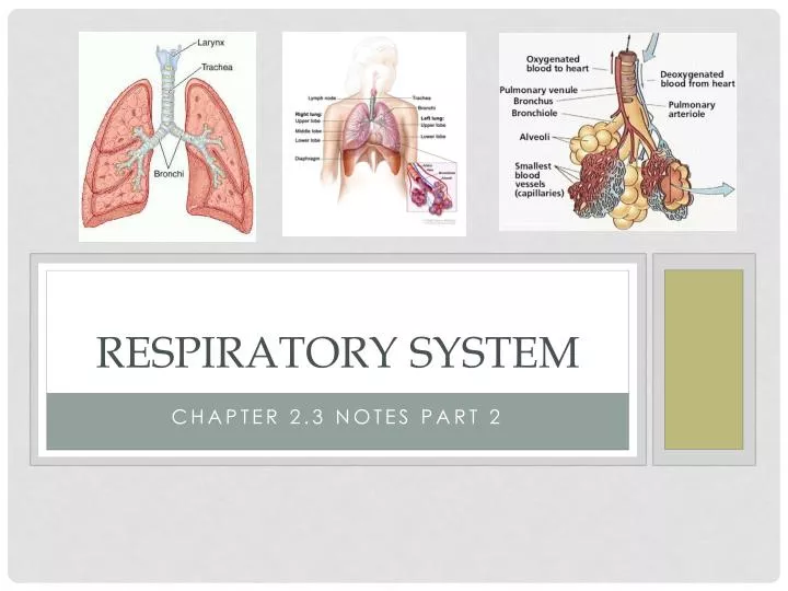 respiratory system