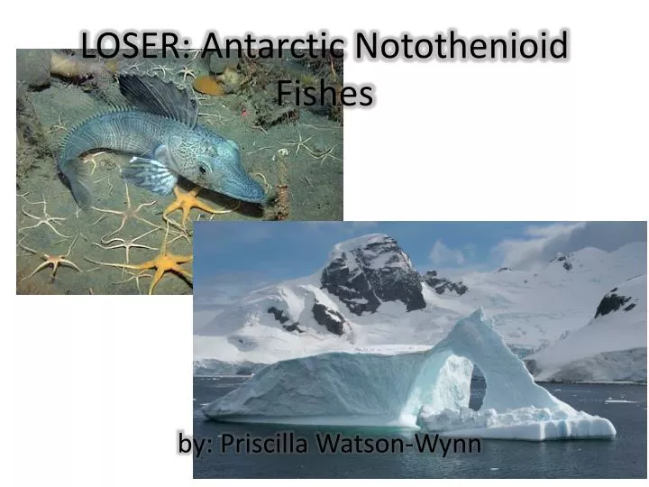 loser antarctic notothenioid fishes