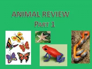 animal review part 1