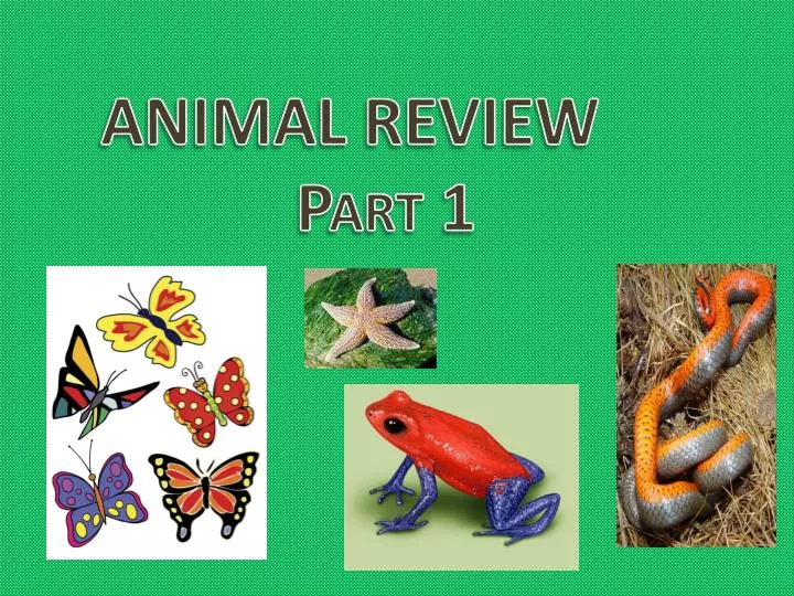 animal review part 1