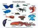 Invertebrates - slide 1