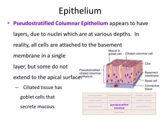 Epithelium