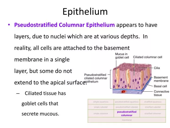 epithelium
