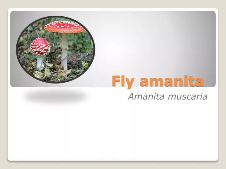 fly amanita