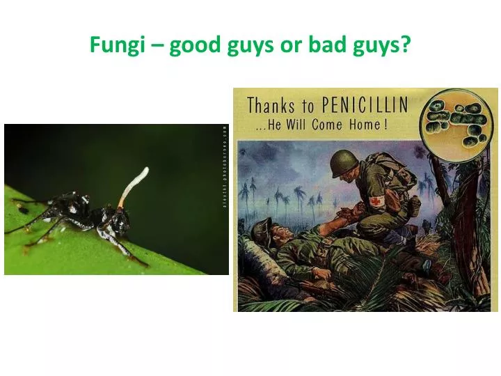 fungi good guys or bad guys