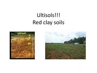 Ultisols !!! Red clay soils