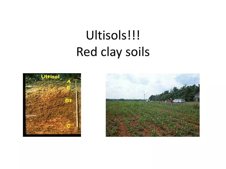 ultisols red clay soils