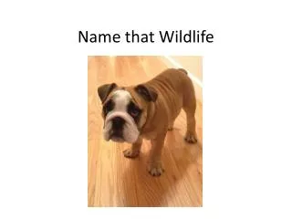 Name that Wildlife