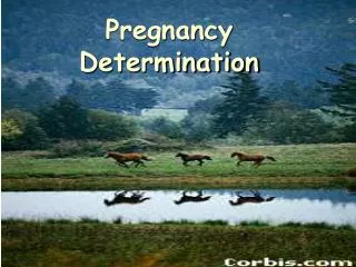 Pregnancy Determination