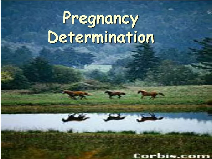 pregnancy determination