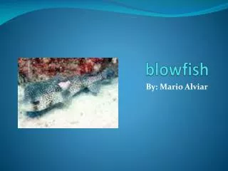 blowfish