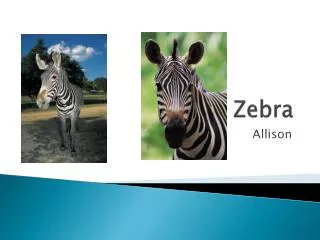 Zebra