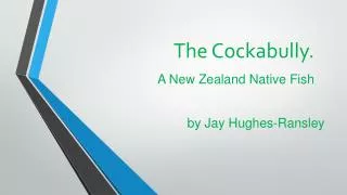 The Cockabully. A New Zealand Native Fish