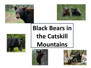 Black Bears in the Catskill Mountains