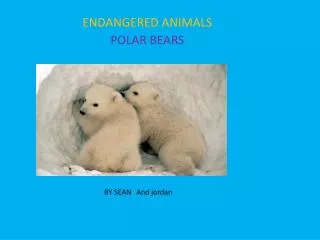 ENDANGERED ANIMALS POLAR BEARS