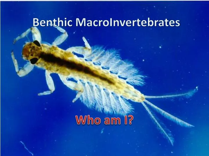 benthic macroinvertebrates