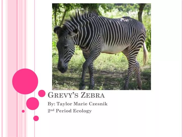 grevy s zebra