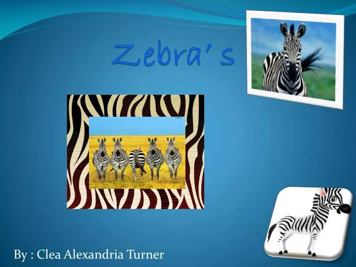 zebra s
