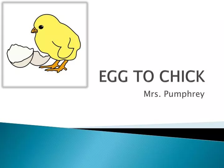 egg to chick
