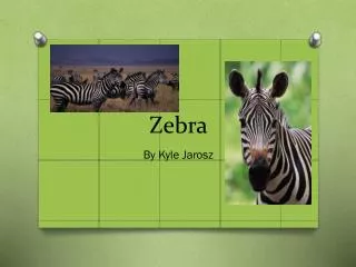 Zebra