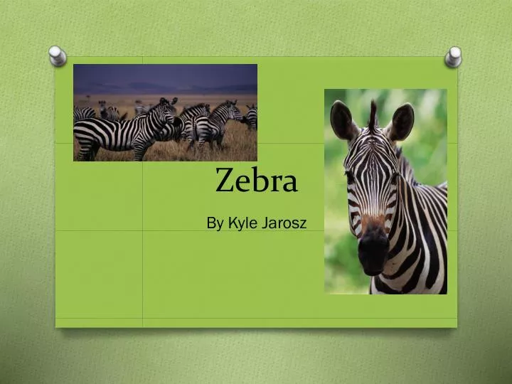 zebra